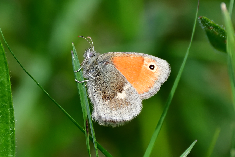 Kleines Wiesenvoegelchen Coenonympha pamphilus 1